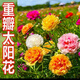重瓣太阳花种子多层四季太阳花特大花盆栽易活太阳花景观开花不断 重瓣太阳花种子【粒粒精选】 易种植收芽快【15888粒】