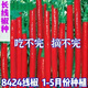 This year's new spicy long-line pepper seeds Erjingtiao 8819 line pepper seeds are planted in spring and autumn. About 100 carefully selected seeds 8819 line pepper seeds