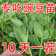 Graines de pois fushunde, graines de pointe de pois frais, graines de graines vertes printemps et automne, plantes en pot au balcon, graines de graines de pois spéciales [une pendant dix jours] # * 15932 Seeds d'origine améliorés ::: 2
