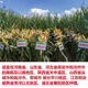 North China corn seed Yudan 808 corn seed high yield big cob corn seed with uniform ear length red shaft dent corn Yudan 808 (about 4400 grains about 3Jin Jin equals 0.5kg) North China planting