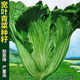 Sichuan Kuanbang green vegetable seeds, pickled pickles, sauerkraut, pickles, medium-ripe large-leaf autumn vegetable seeds, hot product impulse, Kuanbang green vegetable seeds, new this year, RNG9 original factory, 5 packs, about 5,000 grains