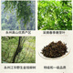 
Fenghe Dalongshan Hunan Tea Yongzhou Jianghua Yao ethnic specialty wild green money willow tea Jinqian Liu tea health tea dry goods gift box Wild first-class gift box Jinqian Liu 125g/box