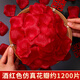 CLCEY仿真玫瑰花瓣装饰婚房布置套装表白结婚撒花假花求婚浪漫婚礼用品 奶白色仿真花瓣约7000片