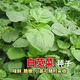 
Large round leaf glutinous rice amaranth seeds green leaf amaranth four seasons farm vegetable seeds green rapeseed amaranth special tender amaranth [fresh and delicious] seeds essence three bags [cut and long] about 15,567 pills