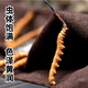 Cordyceps 50 coffre-cadeaux avec de grandes spécifications Cordyceps Hay Généralités de qualité Nourishing Gift 2025 New Cordyceps 50 Boîtes-cadeaux (Spécifications 3 bâtons par gramme)