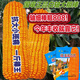 Yungui-Sichuan Zhongdan 808 Zhuangyu 808 high-yielding big stick hybrid corn seed high-yield Zhengda 999 disease and drought resistance Yungui-Sichuan National Approval Zhongdan 808 bag (2Jin Jin equals 0.5kg) in stock