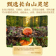 同仁堂灵芝孢子粉 破壁灵芝孢子粉 增强免疫力老人营养品礼品补品送长辈 增强免疫 送礼袋【30袋*3盒】