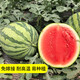 Changgong 8424 Rock Sugar Kirin Watermelon Seed Sweet King High Yield Kirin Lazy Man Seedless Giant Watermelon Four Seasons Fruit Seed Xinjiang 8424 Watermelon 10 grams about 100 pieces