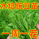 Graines de pois fushunde, graines de pointe de pois frais, graines de graines vertes printemps et automne, plantes en pot au balcon, graines de graines de pois spéciales [une pendant dix jours] # * 15932 Seeds d'origine améliorés ::: 2