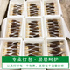 Chu Shi Yanxuan Fresh Morel Fresh Mushrooms Yunnan Specialty Mountain Delicita de estacionales Fresos frescos Fungus Caja de regalo Moreles de vegetales Fresh Morels 880 g (caja de regalo asequible)