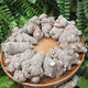 Beijing Tongrentang Sanqitou Yunnan Wenshan Sanqi 30-tie field 7-generation super fine Sanqi powder Sanqi head (whole) Sliding Sanqi 30-tie without cuts Panax notogins 500g