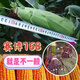 National-approved original red-shaft low-stem stable-yielding corn seeds wholesale, stable yield, drought-resistant, disease-resistant, lodging resistance, north and south, national-approved Saibo 168 4400 grains, one acre of quality, imported high-tech seed coating agent