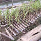 Jingyu Guangxi sugarcane seedlings thin-skinned red-skinned sugarcane seedlings 20 pieces of sugarcane wholesale whole package live fresh seeds selected 5 Guangxi black-skinned sugarcane seedlings middle section