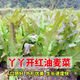 Purple sweet oil wheat splits, Yaya opens red and purple, four-season sowing fast-growing leafy vegetable, red-tipped red wheat cabbage seeds, about 1005 seeds, high-quality seeds ++ product