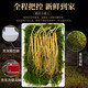 Frischer Ginseng, Changbai Mountain, Nordostchina, frischer Ginseng mit Erde, Rensan -Suppe, in Wasser getränkt und in Wein getränkt. Fresh Ginseng 100G (2-4 Packungen)