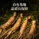 1 Frisch Ginseng in Banshan Agricultural etwa 40 Gramm. Die Spezialität des Nordostchina Changbaumsan Ginseng. Medizinische Materialien und Älteste Tonic Nutritional Products.