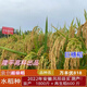 万丰优818巨穗稻稳产杂交水稻种再生稻超抗倒抗病耐热米质好 袁创稻/约460克一袋/ 23000粒*1袋(万丰优818)