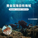 Gongyi Dalian ready-to-eat sea cucumber 1Jin Jin is equal to 0.5 kg 15-25 pieces, solid content exceeds 75%, bottom-sown sea cucumber, fresh sea cucumber, no need to soak