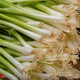 
Vegetable seed set collection Shandong Shouguang Rapeseed Collection Various vegetable seeds [Hui] About 1,050 small onion seeds in farmhouse