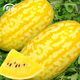 Shouhe Rock Sugar Kirin Watermelon Seed Seedlings Fruit Watermelon Seeds Southern Golden Beauty Yellow Skin Yellow Flesh Watermelon Seeds 100 capsules