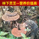 Fat Donglai's same style wild Ganoderma lucidum, pure natural purple Ganoderma lucidum, wild L-grown deep mountain natural non-bitter pruned branch with spore powder 500g whole Ganoderma lucidum 20-30 pcs