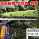 Yungui-Sichuan Zhongdan 808 Zhuangyu 808 high-yielding big stick hybrid corn seed high-yield Zhengda 999 disease and drought resistance Yungui-Sichuan National Approval Zhongdan 808 bag (2Jin Jin equals 0.5kg) in stock