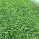 Duoxiu, artificial lawn carpet, plastic fake turf, artificial turf balcony, outdoor artificial turf, kindergarten fake turf, 2cm special grade raw material spring grass, 2 meters wide, take a few pieces to get a few meters, high grade
