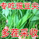 Graines de pois fushunde, graines de pointe de pois frais, graines de graines vertes printemps et automne, plantes en pot au balcon, graines de graines de pois spéciales [une pendant dix jours] # * 15932 Seeds d'origine améliorés ::: 2