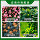 Sanliu Shanghai Tongrui Sanliu 3% gibberellic acid 920 gibberellin seedless seedling plant growth regulator 25ml