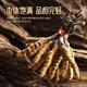 
Hu Qingyutang Cordyceps sinensis 4.6 roots/g 5g Zhahua acrylic box about 21-23 roots Tibet Cordyceps sinensis 46