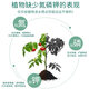 Compound fertilizer vegetable agricultural cauliflower fertilizer water-soluble fertilizer potted plant foliar nitrogen, phosphorus and potassium chemical fertilizer household granular fertilizer nitrogen, phosphorus and potassium compound fertilizer 500g * 3 cans (with planting tools