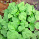 
Large round leaf glutinous rice amaranth seeds green leaf amaranth four seasons farm vegetable seeds green rapeseed amaranth special tender amaranth [fresh and delicious] seeds essence three bags [cut and long] about 15,567 pills