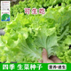 Four seasons sweet and crisp glass lettuce seeds, crisp and tender raw lettuce seeds, farmer's four seasons potted vegetable seeds, glass lettuce 1 pack, about 2000 pieces