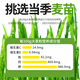 Greedy Wang Cat Grass Sticks Cat Snacks Freeze-dried Chicken Cat Grass Molar Sticks for Adult Kittens to Molar Teeth to Help Excretion Hair Balls Pet Cat Snacks Cat Grass Sticks 50 Sticks Chicken + Cat Grass + Egg Yolk