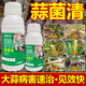 Garlic Bacteria Extract Original Liquid Garlic Special Medicine Dry Tip Yellow Leaf Root Rot Leaf Blight Rust Purple Spot Sterilizing Garlic Bacteria Clear 100ml 1 Bottle