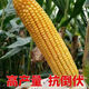 New species Yufeng 303 Yufeng 308 high-yielding corn seeds, lodging-resistant, short-stemmed, national-approved large-stick corn seeds, national-approved original Yufeng 303, 4200 grains in a bag (random packaging)