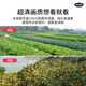 网络眼超清4g太阳能摄像头室外无电无网免流量户外手机远程高清无线监控器360度无死角带夜视全景 【送免费流量】有电无网+双镜头双画面+64G卡