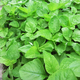 
Large round leaf glutinous rice amaranth seeds green leaf amaranth four seasons farm vegetable seeds green rapeseed amaranth special tender amaranth [fresh and delicious] seeds essence three bags [cut and long] about 15,567 pills
