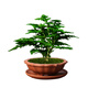 Tangshan Yunsong ist ein authentisches Tangshan-Zwerg-Literaturbüro Bambus ist gut für den Anbau von grünem Desktop Bonsai 12023 Original Pot Tangshan Yunsongong 5-jährige Bonsai eignet sich gut zum Pflanzen mit Töpfen.