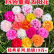 重瓣太阳花种子多层四季太阳花特大花盆栽易活太阳花景观开花不断 重瓣太阳花种子【粒粒精选】 易种植收芽快【15888粒】
