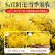 同仁堂（TRT）金丝皇菊独立袋装大朵菊花搭枸杞养生茶1朵*30袋/盒