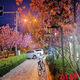 
Yunmao Internet celebrity anchor live broadcast background cloth Douyin Kuaishou video joke 3d three-dimensional background wall night scenery outdoor scene 6187 1.5 meters wide 2 meters high
