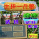 新种高产nk718大棒玉米种子审矮杆抗倒抗旱马牙细轴单双胞云贵川 新种国审原装NK718【1.42公斤】1袋国审品种