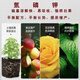Stanley 51% 17-17-17 High Concentration Potassium Sulfate Compound Fertilizer Pure Sulfur-based General Fertilizer for Home Vegetables and Flowers Stanley 17-17-17 Authenticity Guarantee Ten Jin Jin is equal to 0.5 kg Bulk sample