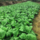 Sichuan Kuanbang green vegetable seeds, pickled pickles, sauerkraut, pickles, medium-ripe large-leaf autumn vegetable seeds, hot product impulse, Kuanbang green vegetable seeds, new this year, RNG9 original factory, 5 packs, about 5,000 grains