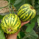 Balixiang fragrant melon seeds, a complete collection of seeds from the south and the north, special sweet melons, early maturing, high yield, and sweet all year round. Balixiang seeds/pack, about 100 seeds, 5 packs