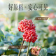 Yunnan Baiyao Leopard Seven Panax Notoginseng Polvo de notoginseng de liofos