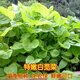 
Large round leaf glutinous rice amaranth seeds green leaf amaranth four seasons farm vegetable seeds green rapeseed amaranth special tender amaranth [fresh and delicious] seeds essence three bags [cut and long] about 15,567 pills