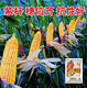 
NK718 corn seeds with high yield, short rods, double sticks, rice, south and north, drought resistance, Yunnan, Guizhou, Sichuan corn. New seeds are original NK718 [1.5 Jin [Jin equals 0.5 kg]] 1 bag of non-picking sticks. New seedlings are mature and not bald.