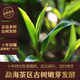 Banzhang Laobanzhang Islandia Pu'er Té Té maduro durante más de diez años Yunnan Antiguo árbol Bulk Ration Tea Bebidas de té solo [Laobanzhang Golden Bath Special] 500g*1 Bag
